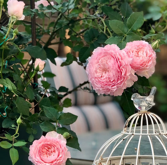 Misaki美咲-Potted Rose-Ship in June