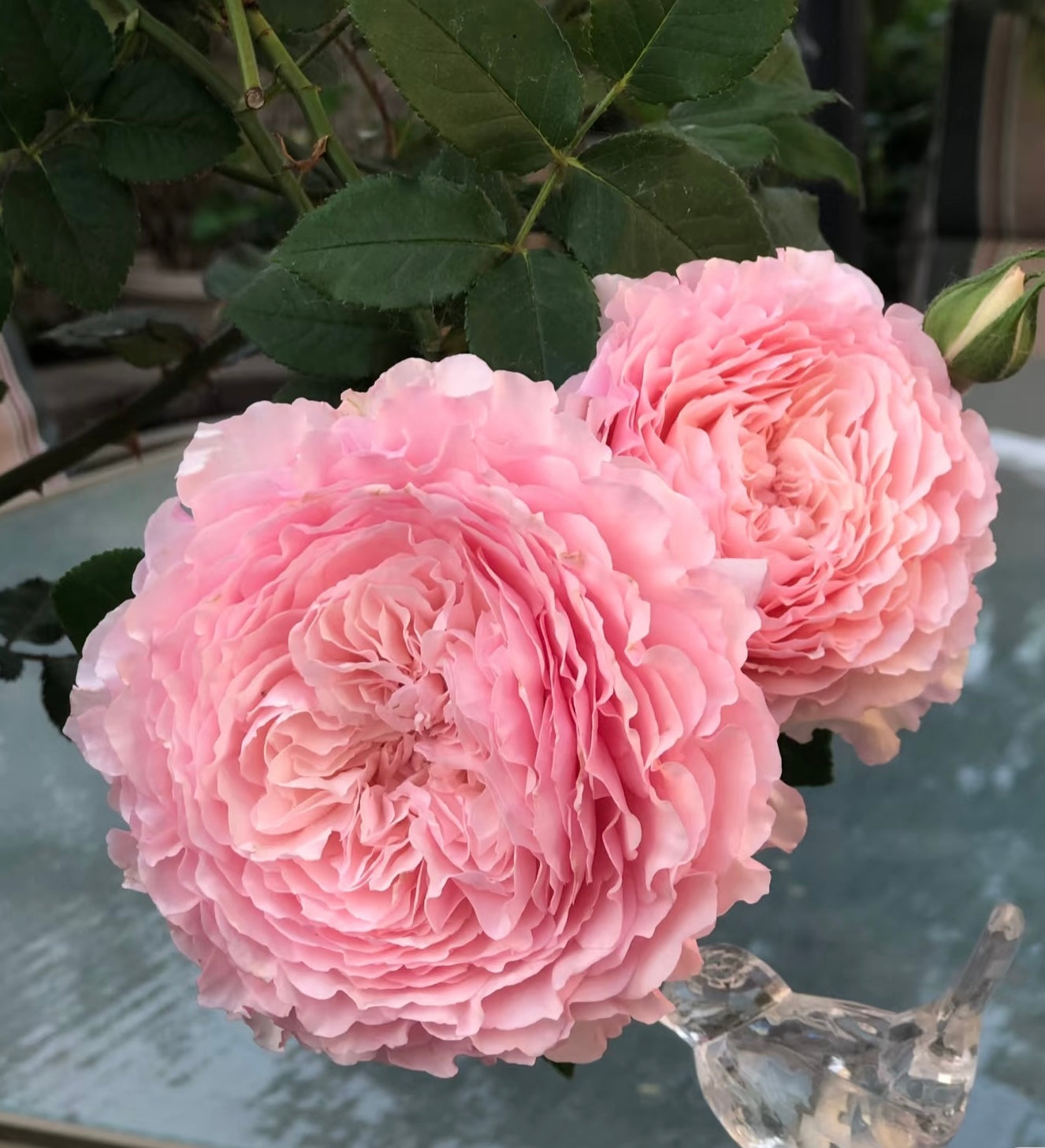 Misaki美咲-Potted Rose-Ship in June