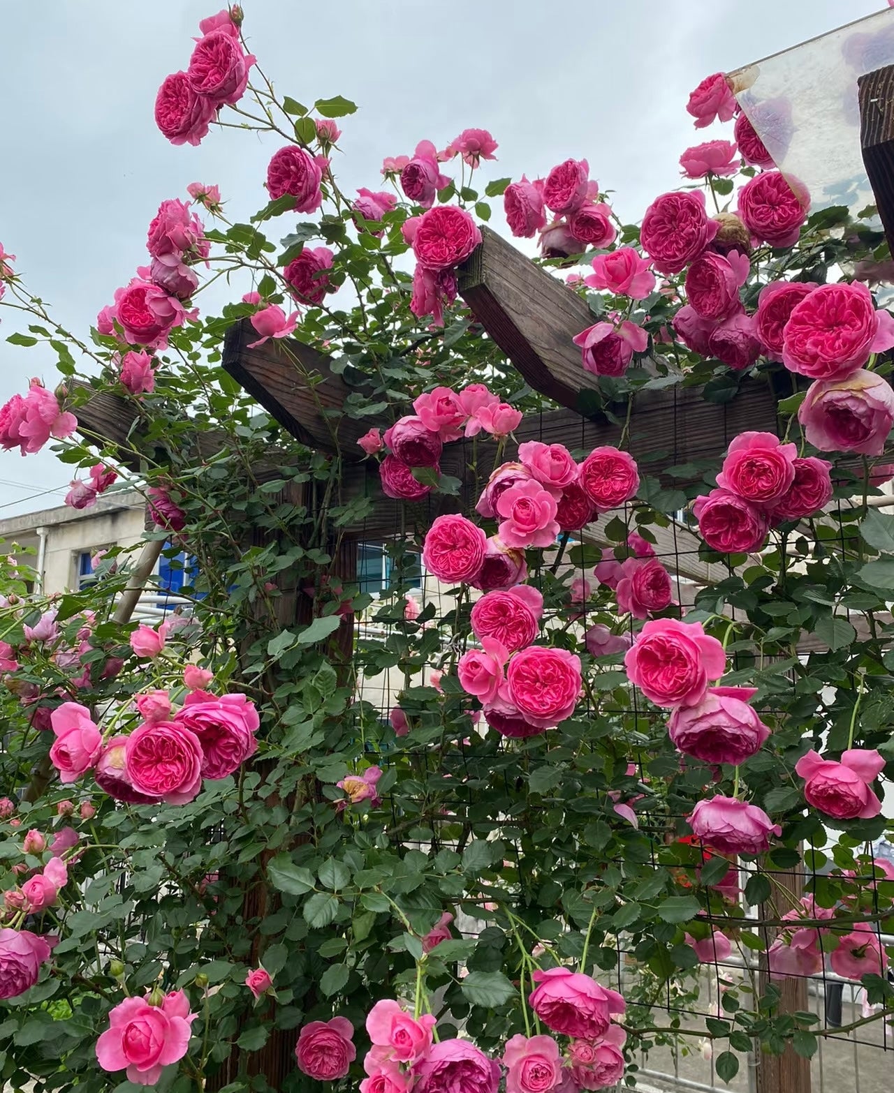Parada大游行-Potted Rose-Ship in June