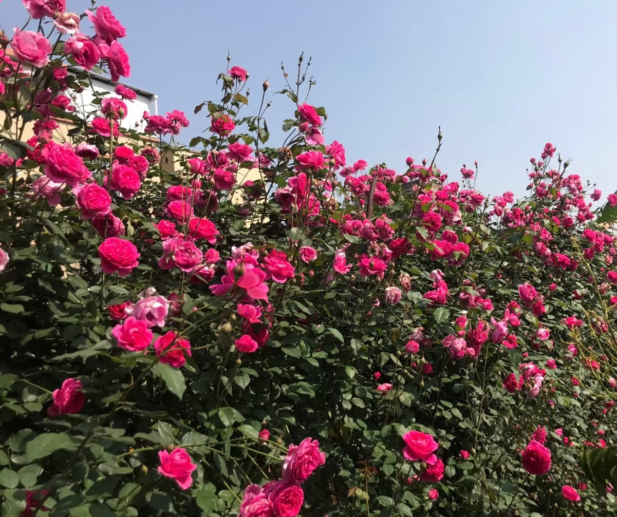 Parada大游行-Potted Rose-Ship in June