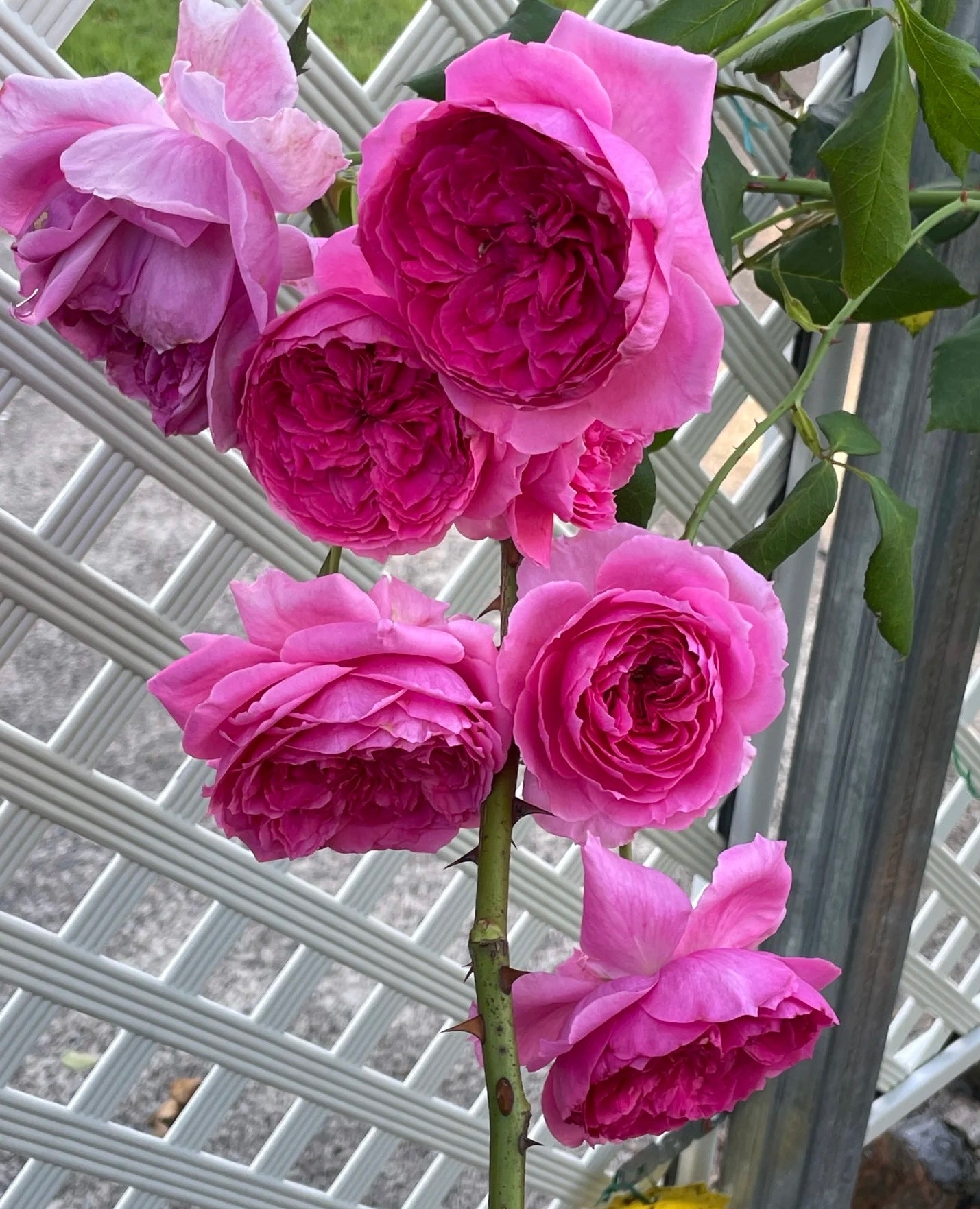 Parada大游行-Potted Rose-Ship in June