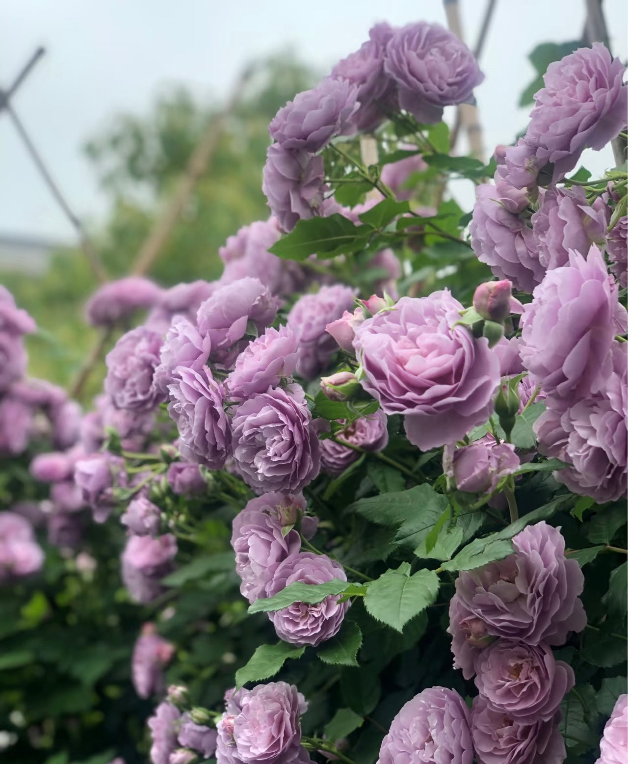 Lavender Circus薰衣草花环-Potted Rose-Ship in June