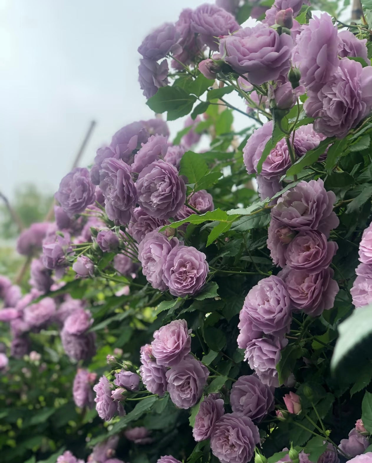 Lavender Circus薰衣草花环-Potted Rose-Ship in June
