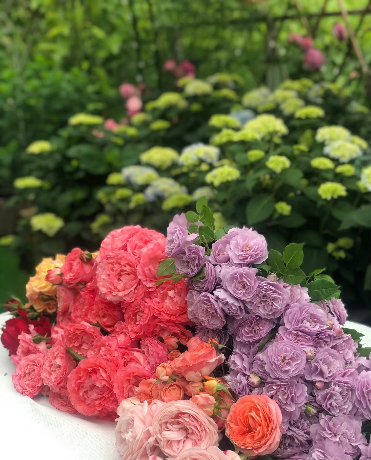 Lavender Circus薰衣草花环-Potted Rose-Ship in June