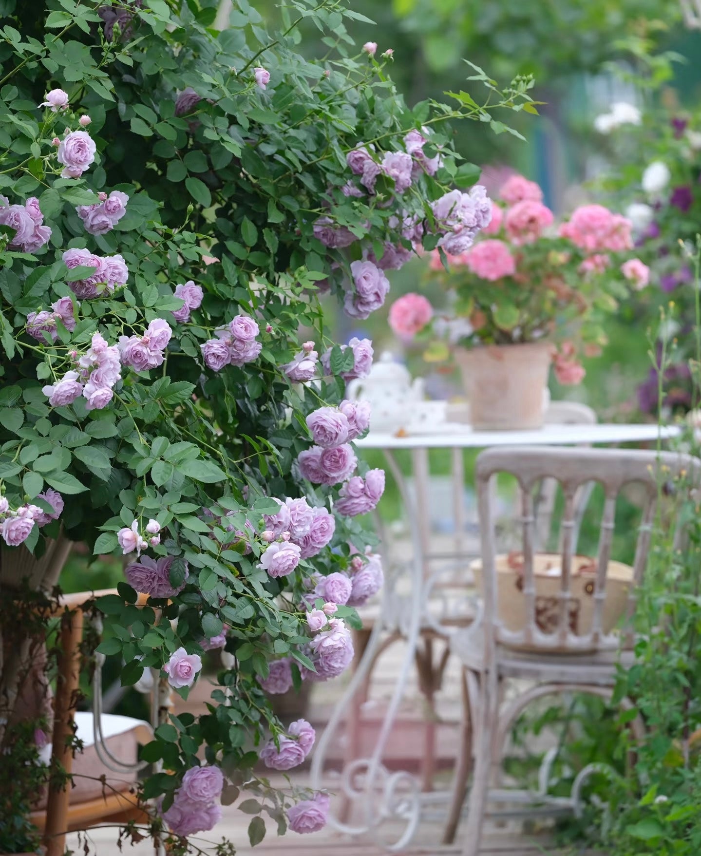 Lavender Circus薰衣草花环-Potted Rose-Ship in June