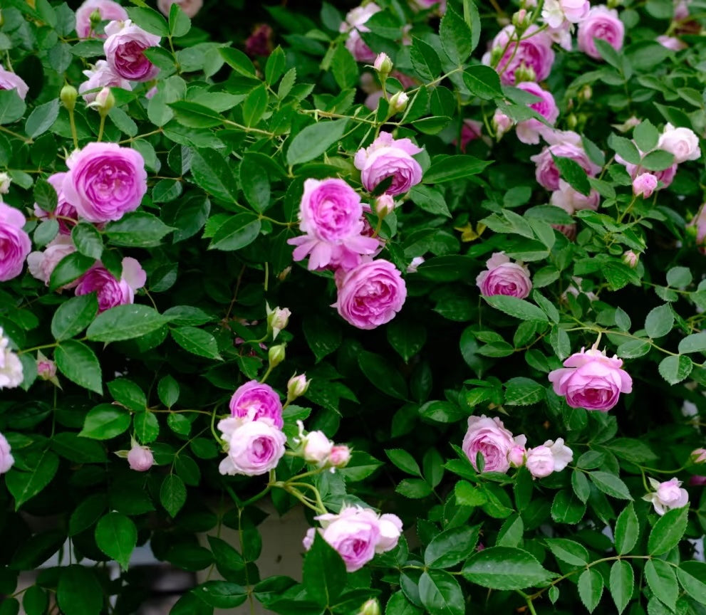 Aunt Margy's 麻吉婶婶-Potted Rose-Ship in June