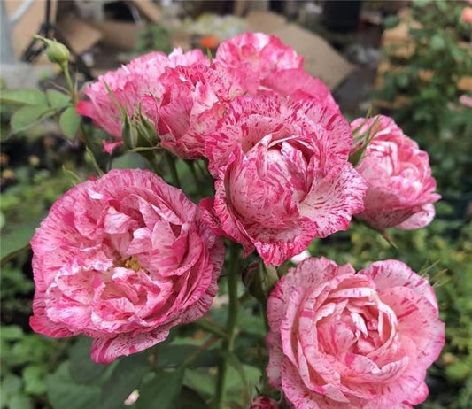 Lady Candle (Wagyu beef)-Potted Rose – Ready to Ship