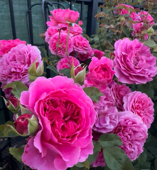 Gabriel Oak-Potted Rose – Ready to Ship