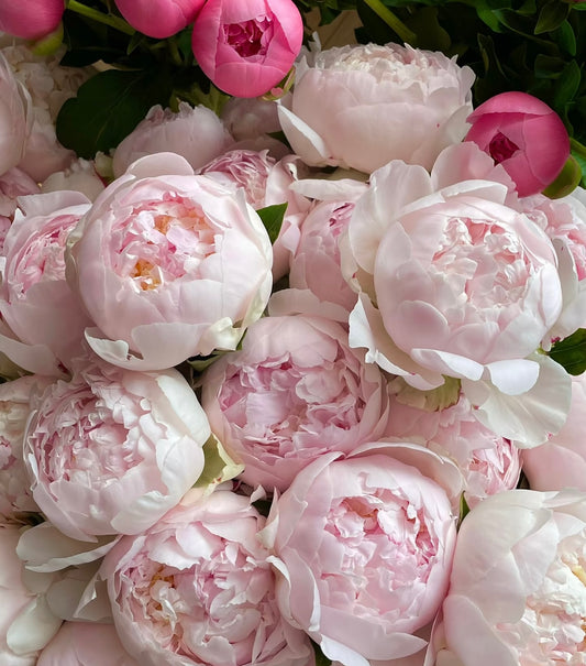 Peony - Blush Queen