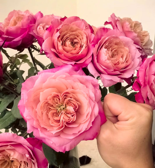 Miyabi-Potted Rose-Ship in June