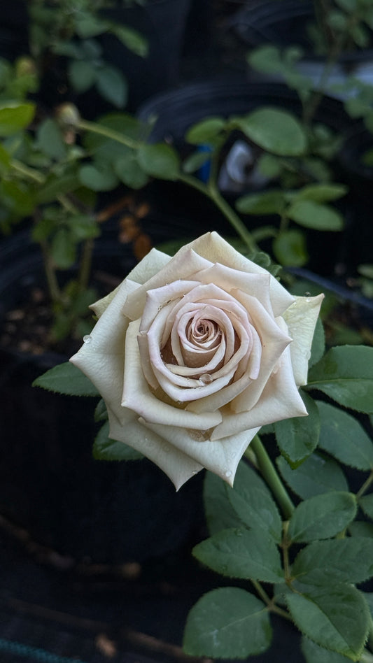 Wild Moss-Potted Rose – Ready to Ship