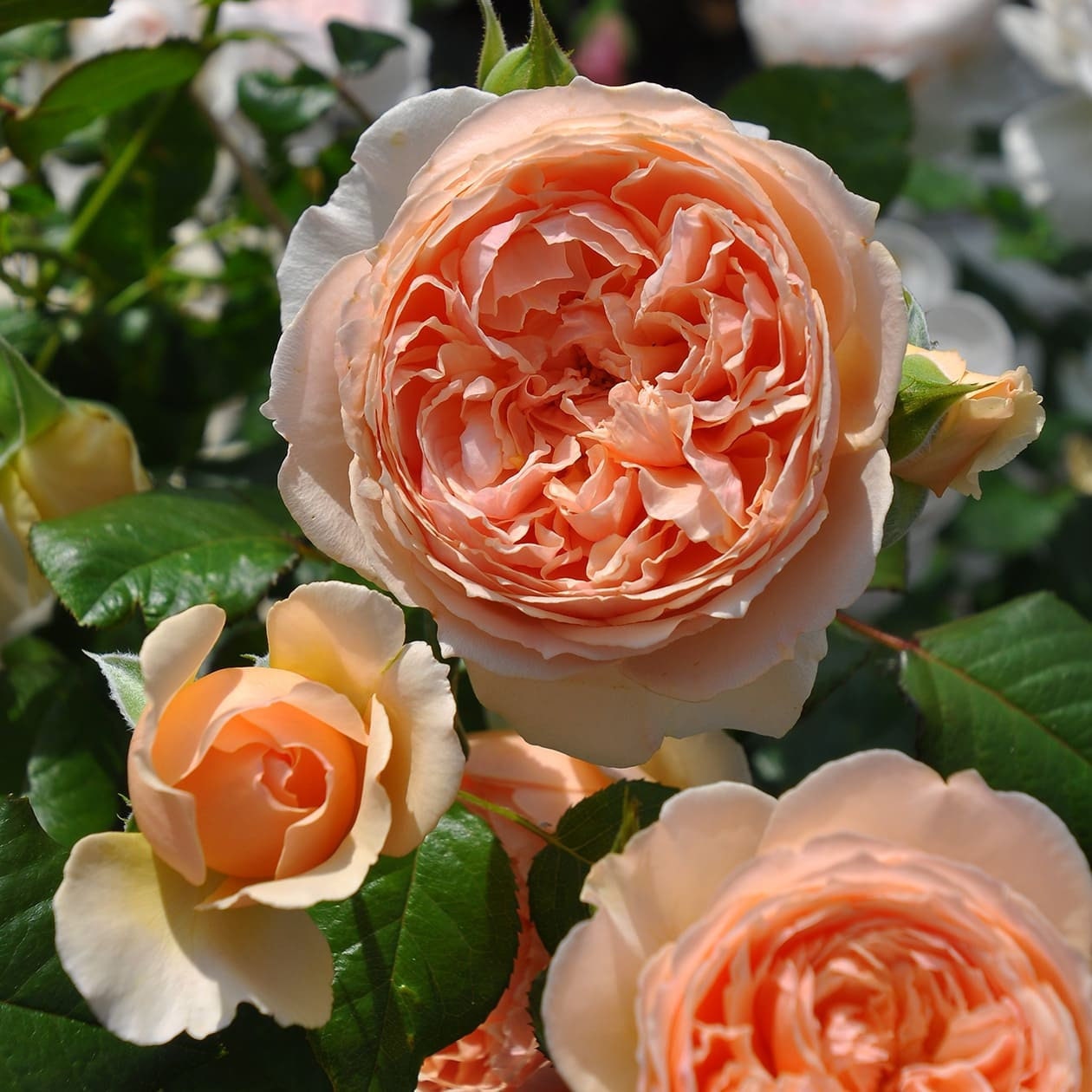 Masora Apricot color shrub Japanese Rose