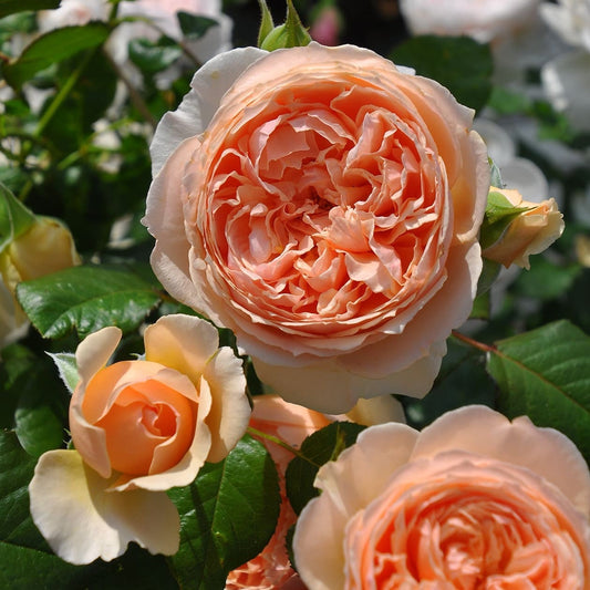 Masora Apricot color shrub Japanese Rose