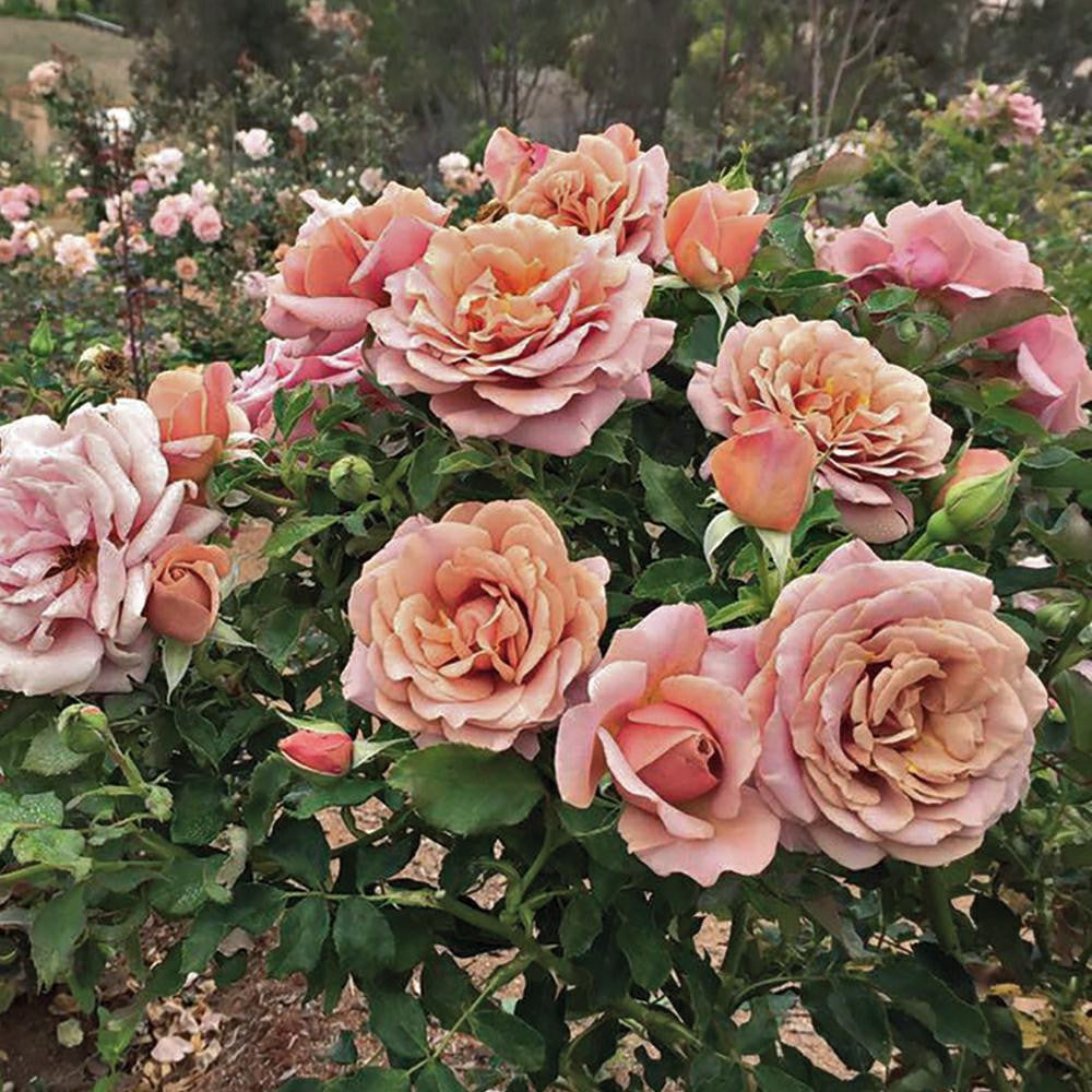 Koko Loko™ Rose | Floribunda Rose | 2025 Pre-Order (Own-roots)