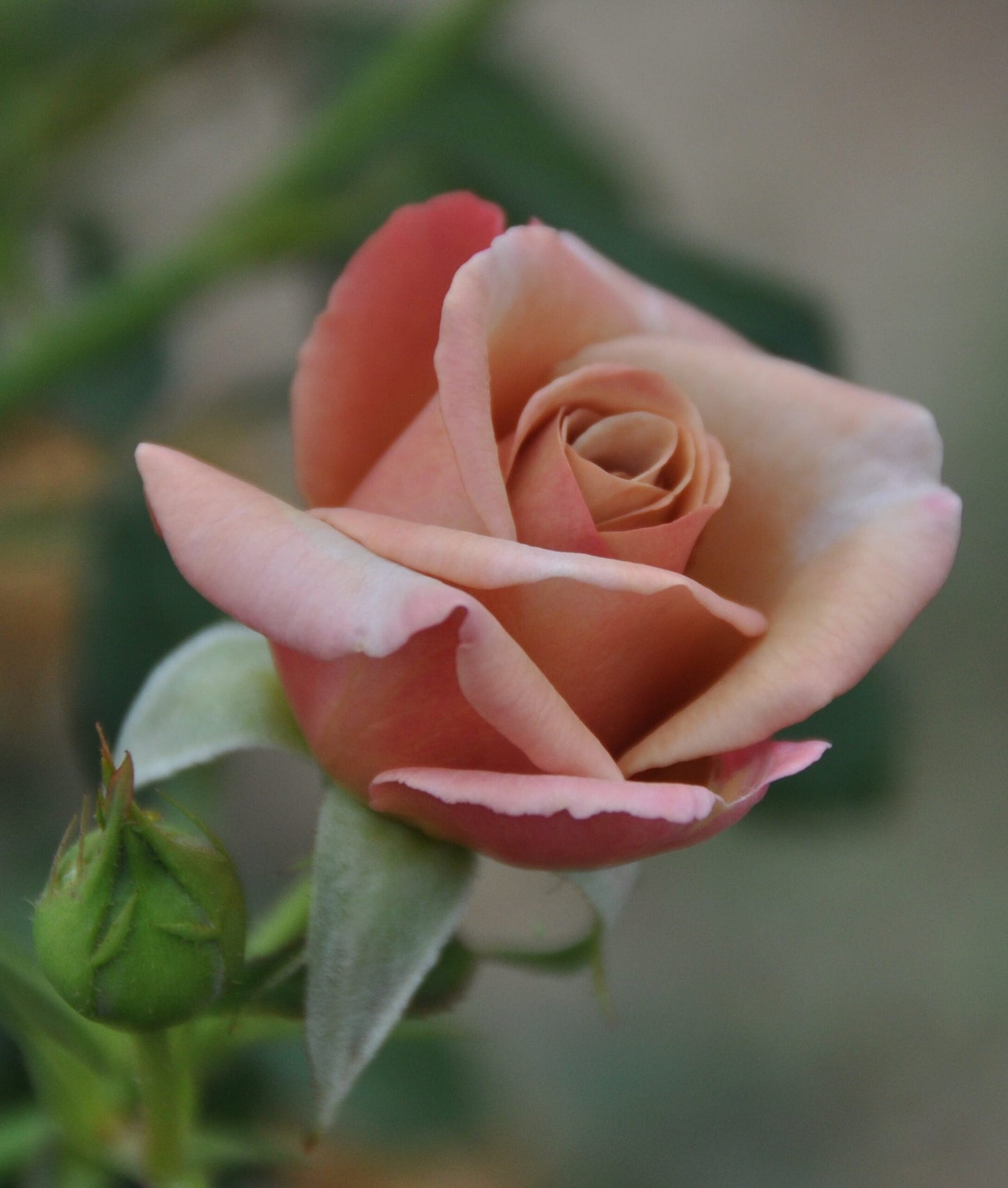 Koko Loko™ Rose | Floribunda Rose | 2025 Pre-Order (Own-roots)