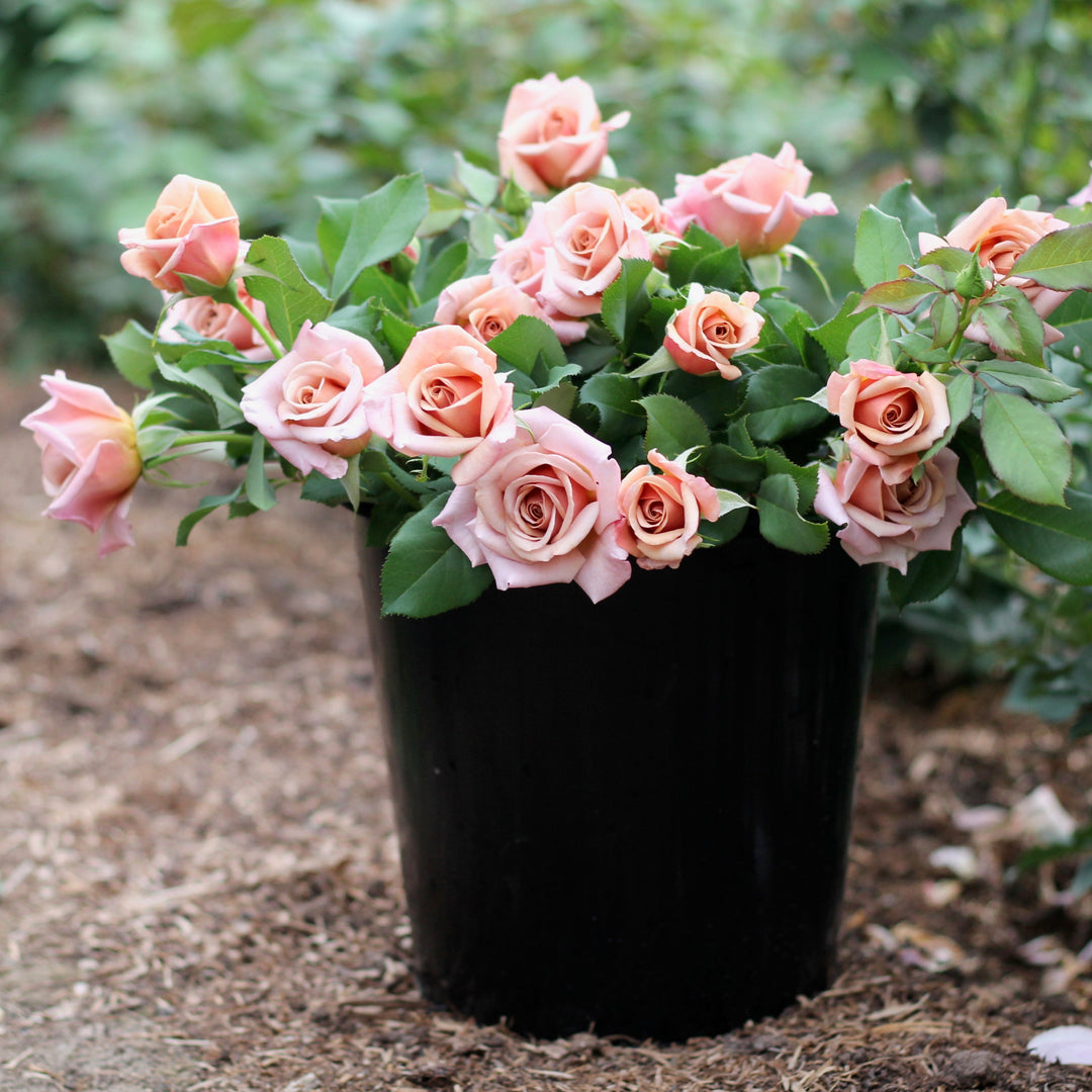 Koko Loko™ Rose | Floribunda Rose | 2025 Pre-Order (Own-roots)