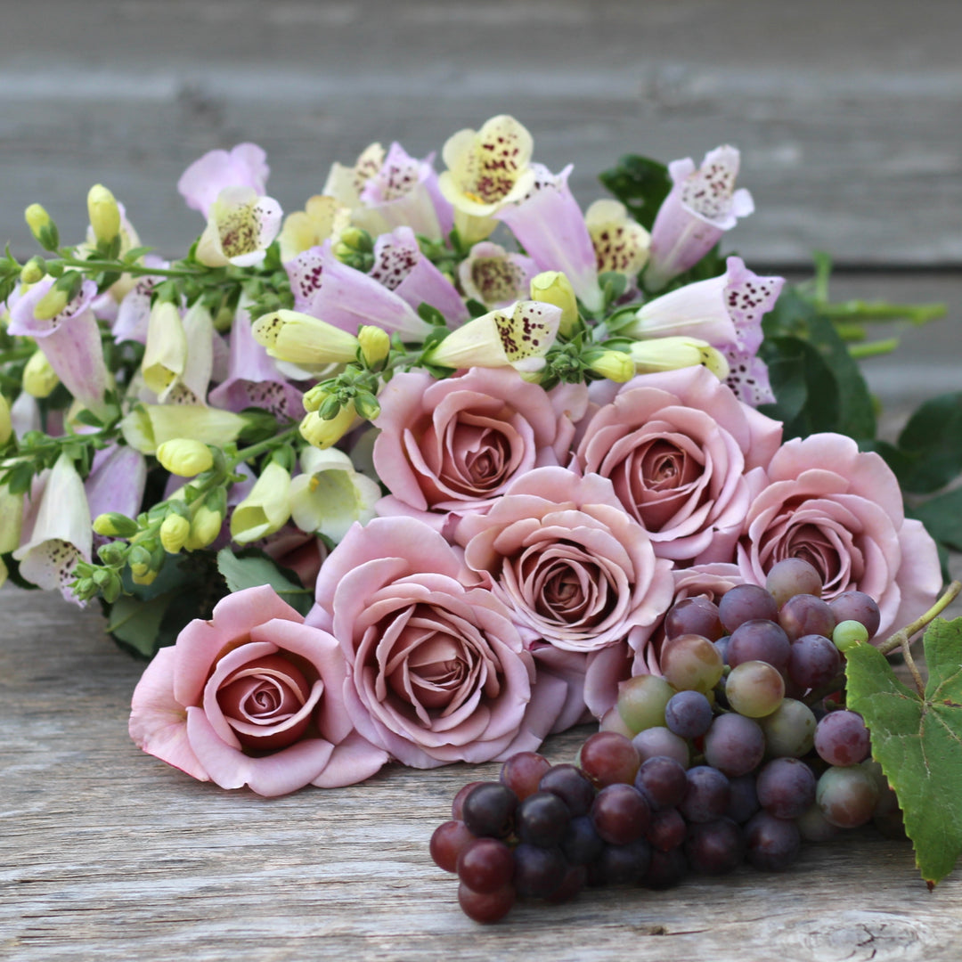 Koko Loko™ Rose | Floribunda Rose | 2025 Pre-Order (Own-roots)
