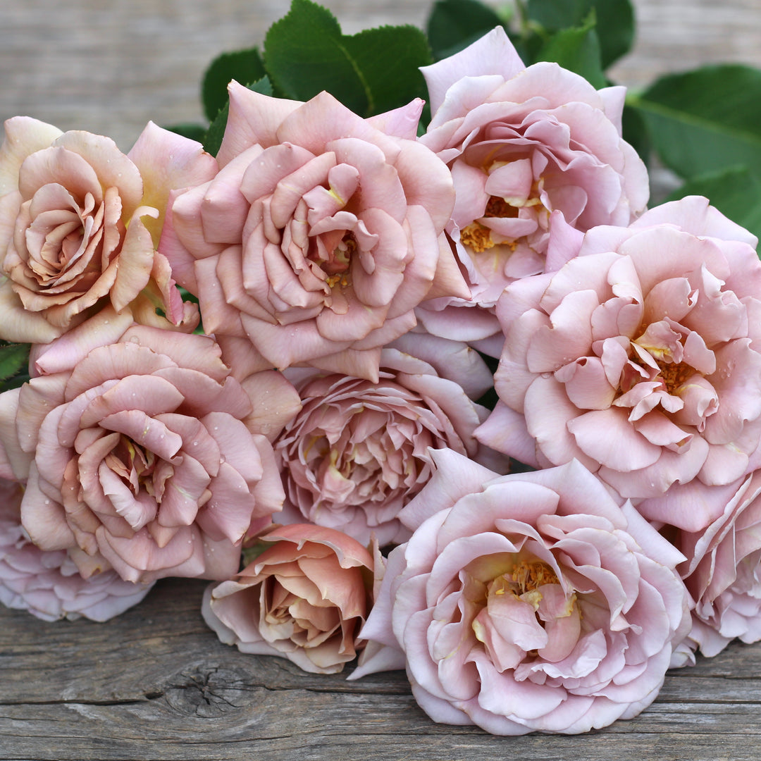 Koko Loko™ Rose | Floribunda Rose | 2025 Pre-Order (Own-roots)