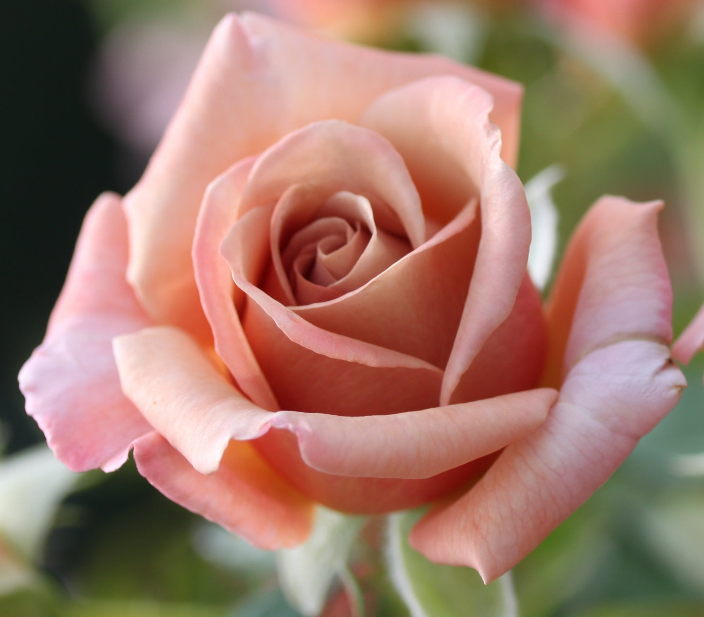 Koko Loko™ Rose | Floribunda Rose | 2025 Pre-Order (Own-roots)