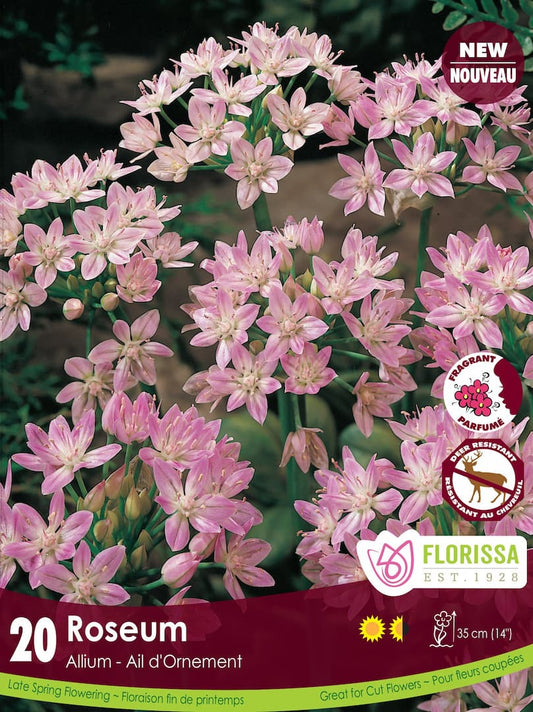 Allium Roseum - 20 bulbs