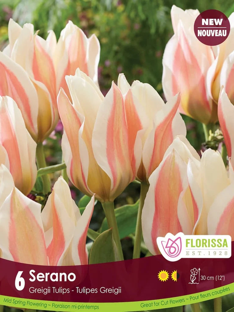 Tulip Serano -6 bulbs