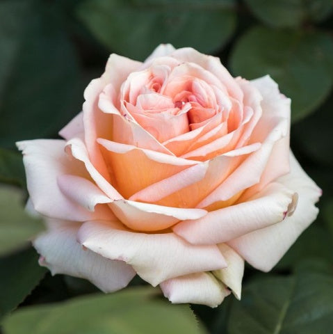 Lady Capri Rosen Tantau blooming