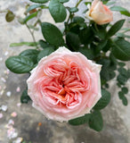 Lady Capri Rosen Tantau close shot