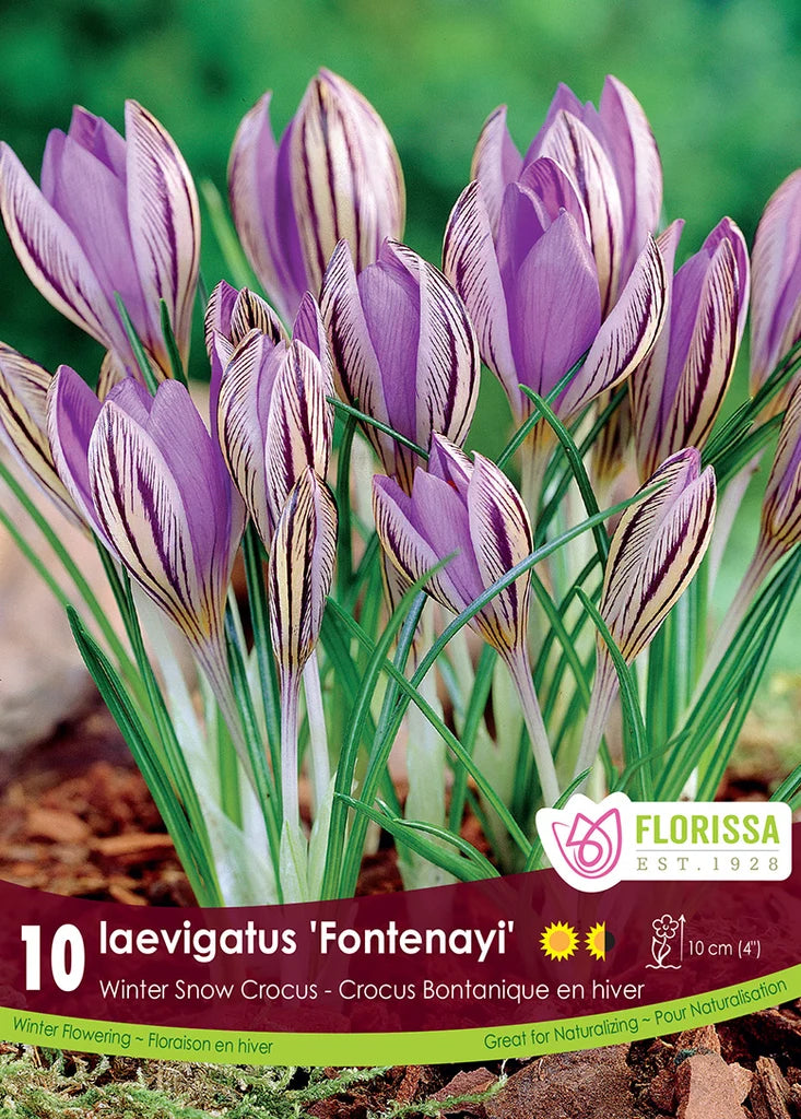 Crocus laevigatus 'Fontenayi' - winter blooming-10 bulbs