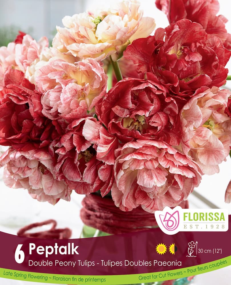 Tulip Pep Talk - 6 bulbs