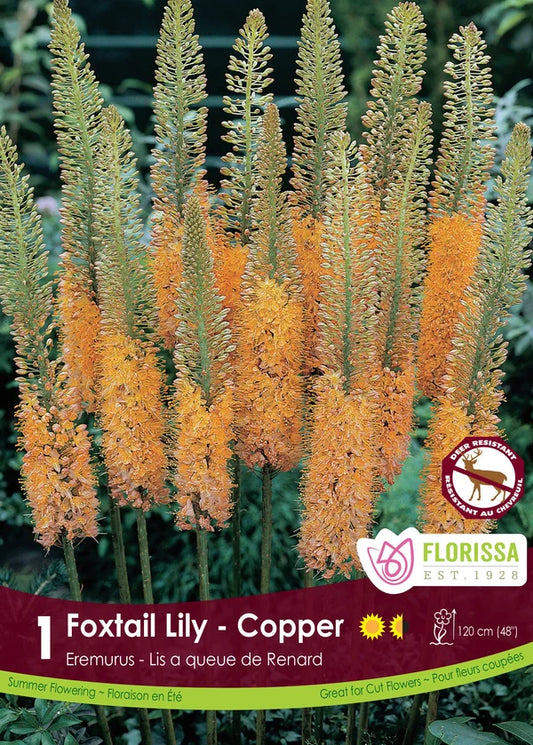 Eremurus Copper - 1 bulb