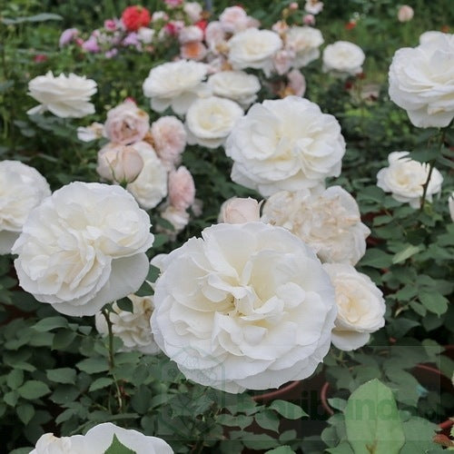 Princesse Astrid de Belgique Rose 比利时公主 Own Root Rose 2025 Pre-Order