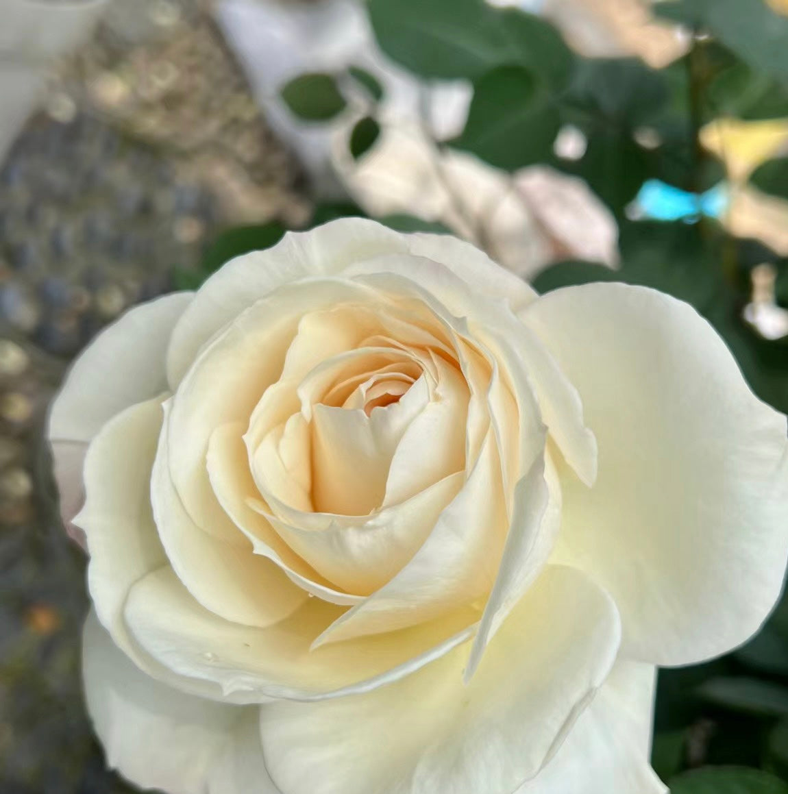 Princesse Astrid de Belgique Rose white rose close shot