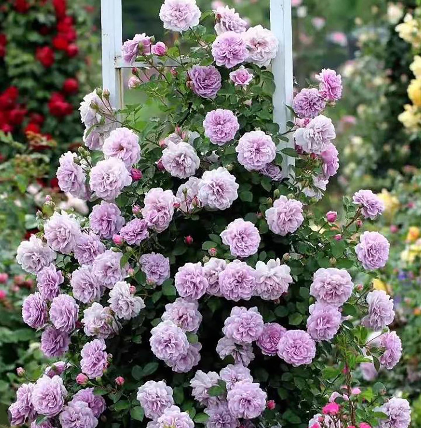 Rainy Blue Rose Climber 蓝色阴雨 -Pre Order 2026