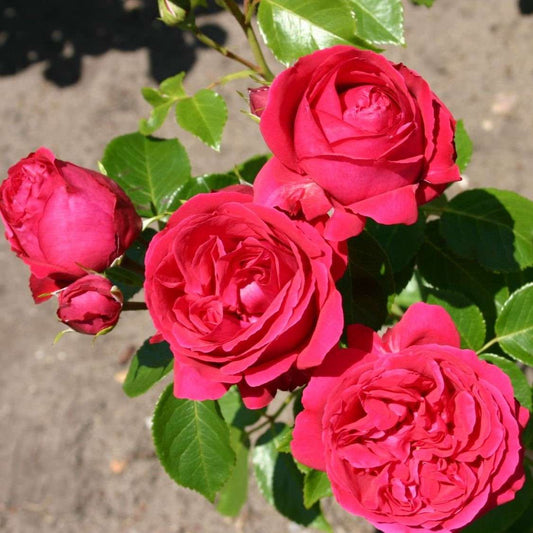 Red Eden Rose with leafs