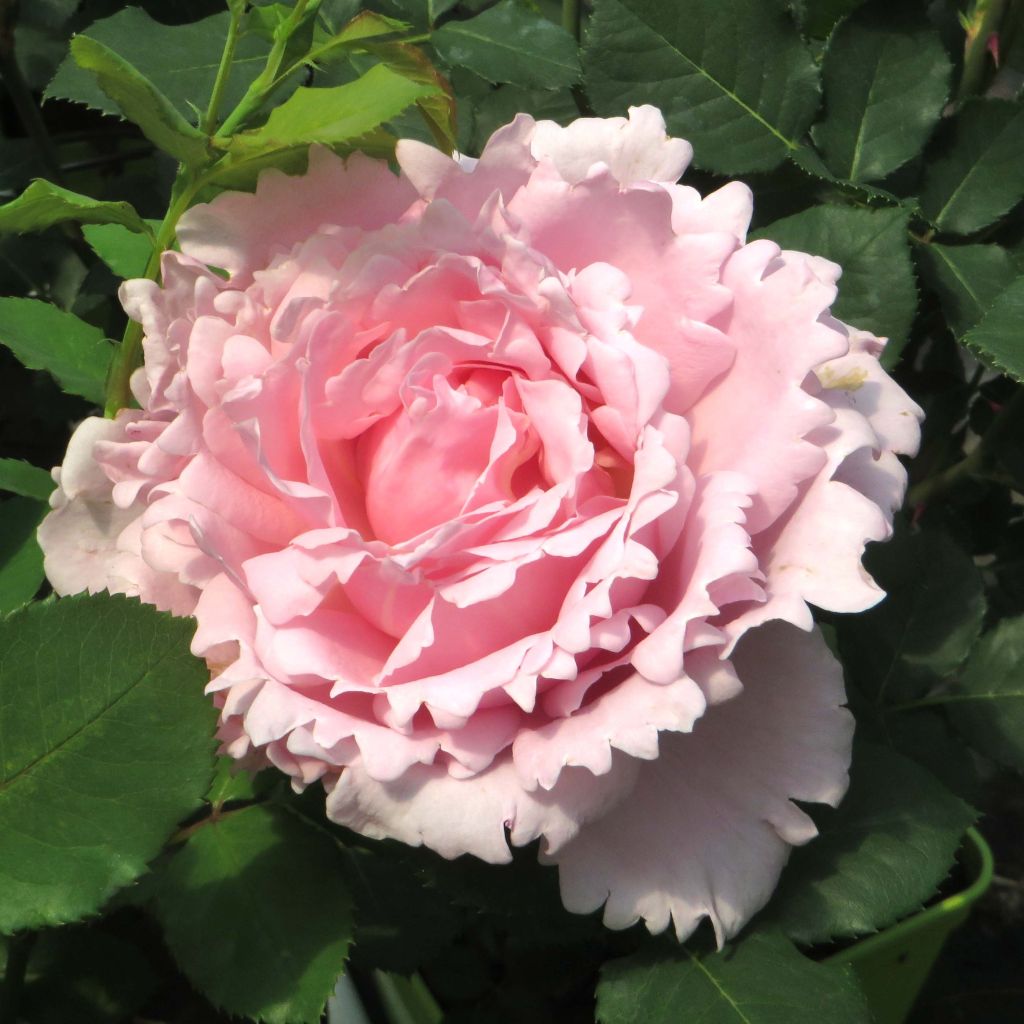 Sophie Rochas Rose in bushes