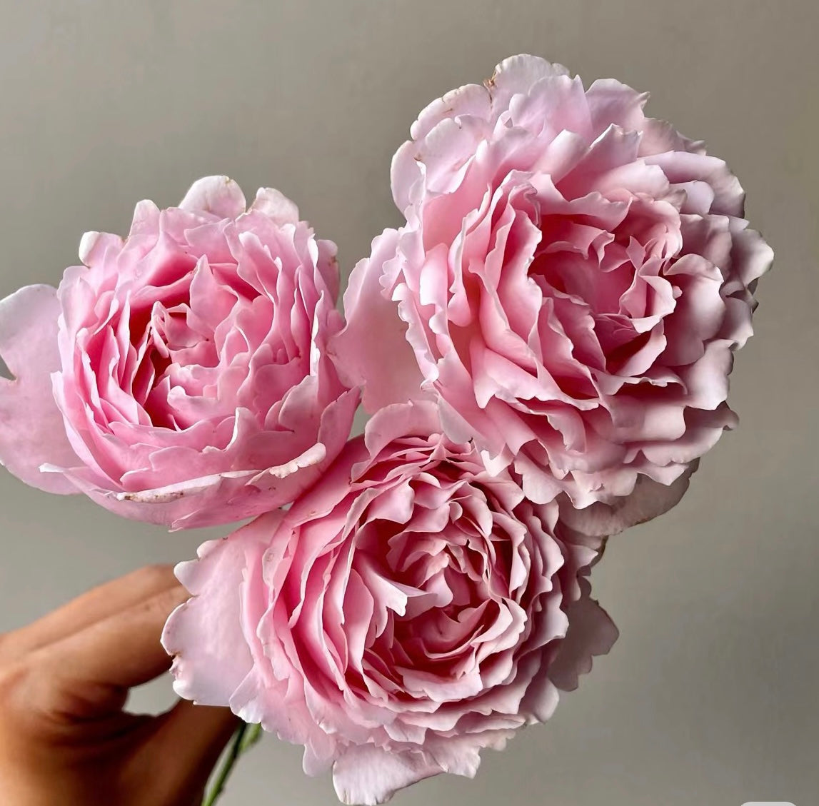 Sophie Rochas Rose pink rose close shot