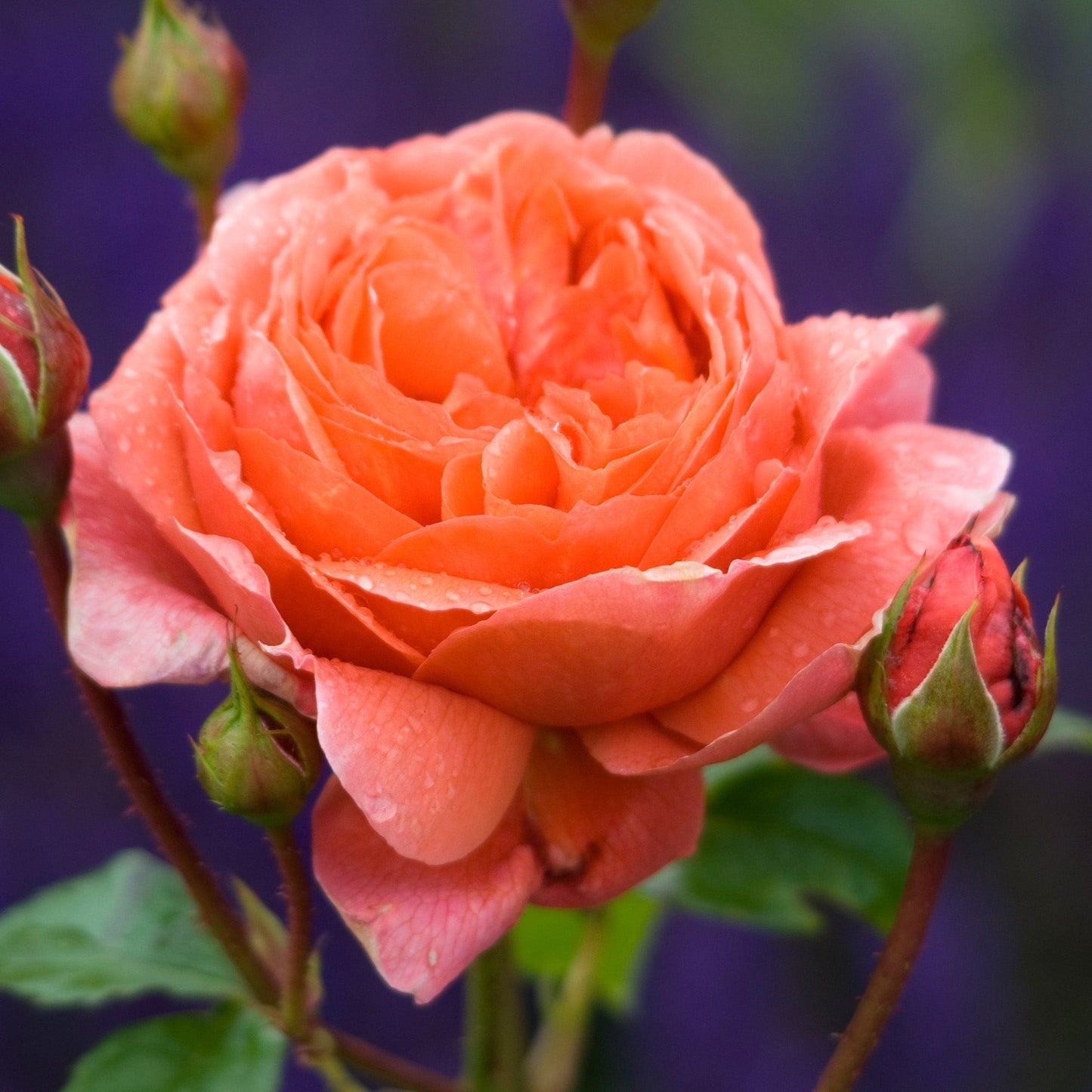 Summer Song Rose Shrub Rose close shot