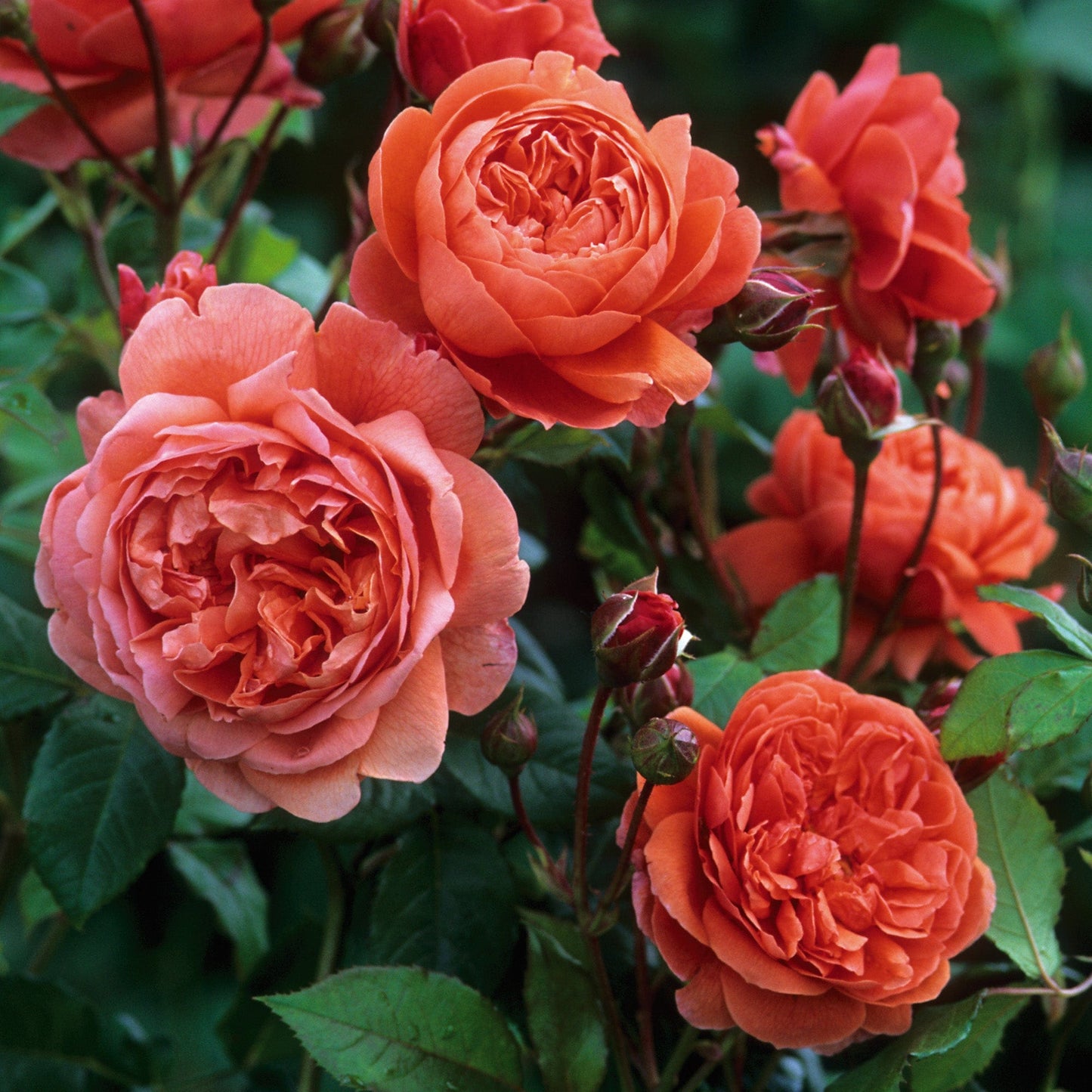 Summer Song Rose 夏日之歌/颂夏 David Austin Rose 2025 Pre-Order