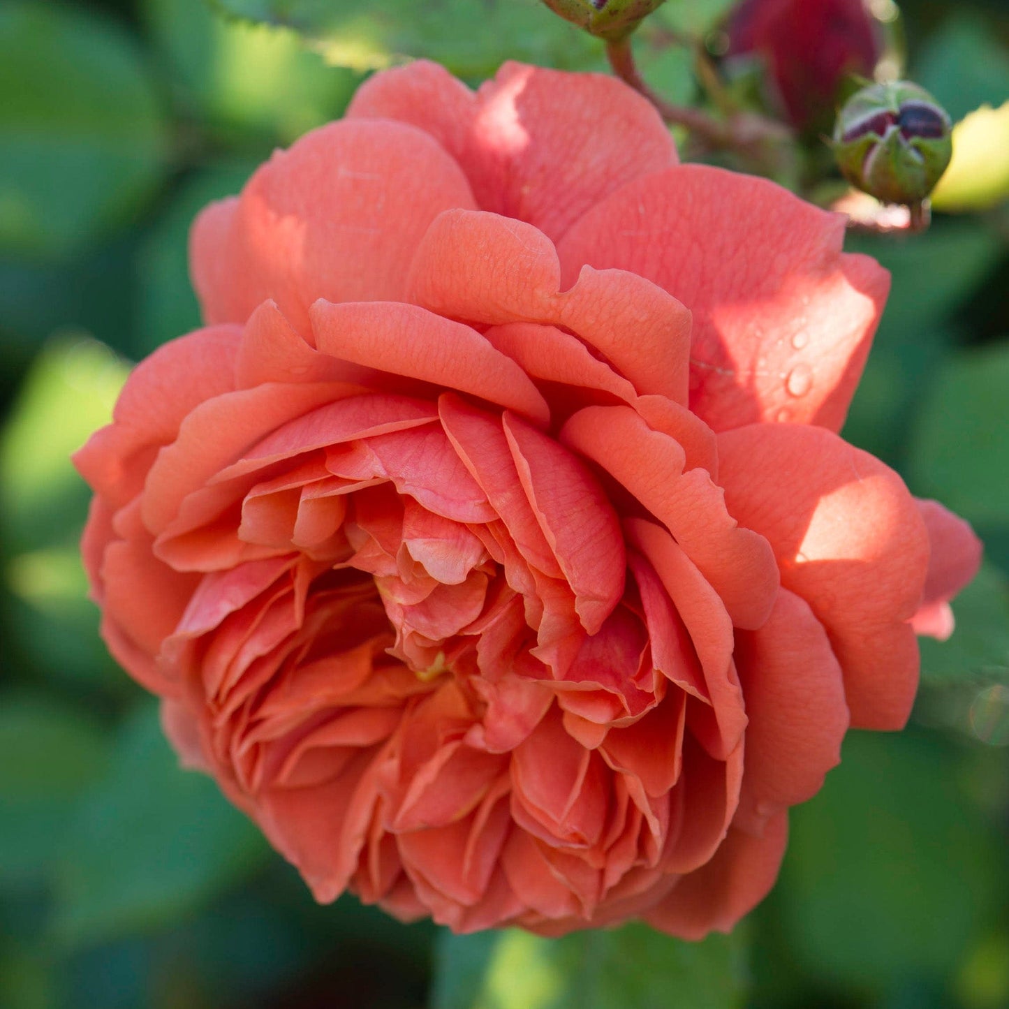 Summer Song Rose 夏日之歌/颂夏 David Austin Rose 2025 Pre-Order