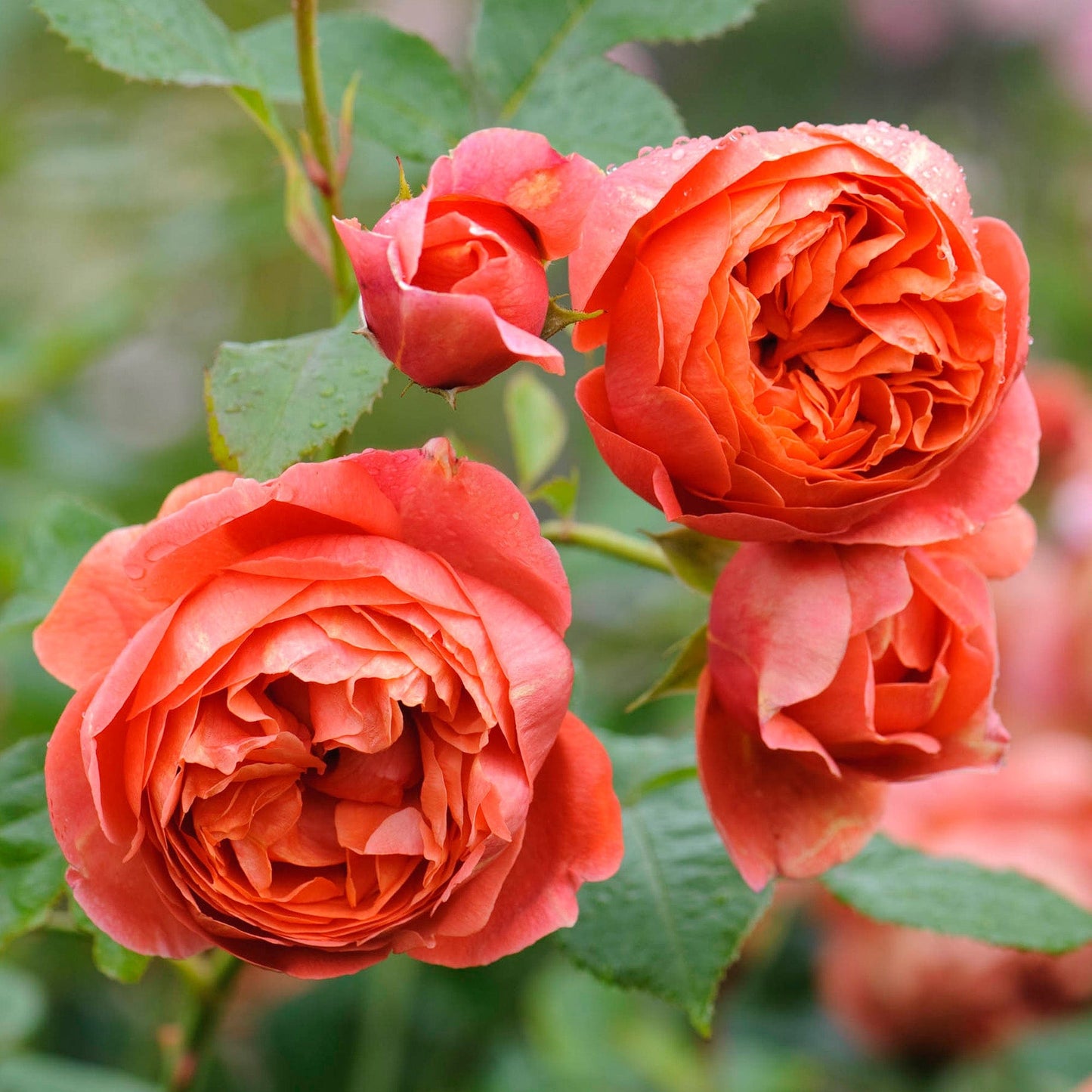 orange red bloom Summer Song Rose Shrub Rose David Austin