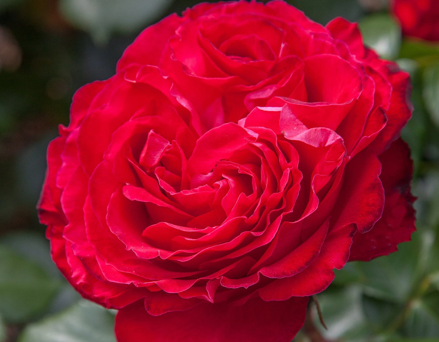 Buy Traviata Rose in Canada