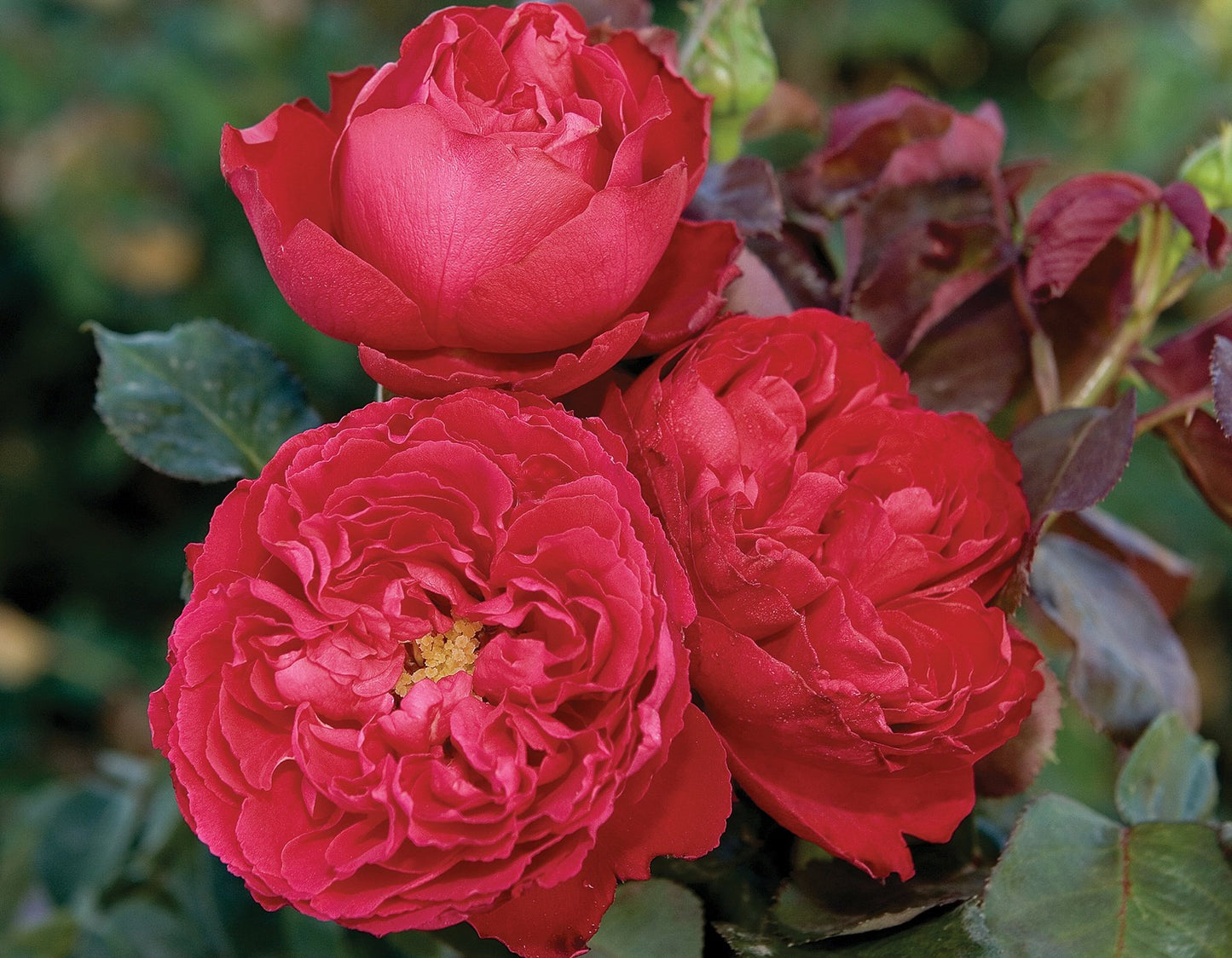 Traviata Rose bushes | buy rose in canada