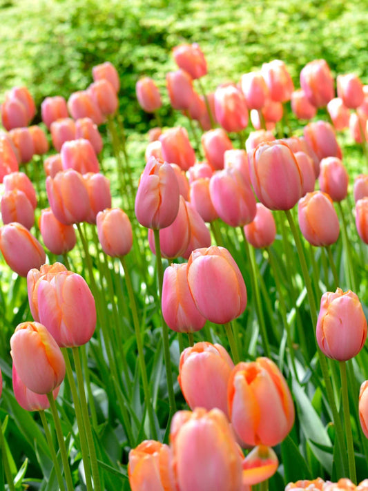 Tulip Menton - 6 bulbs