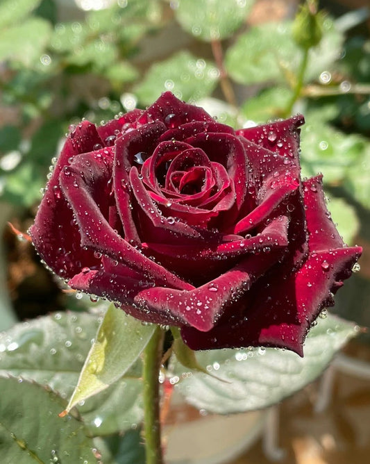 Black Baccara -Pre Order 2026