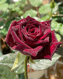 Black Baccara -Pre Order 2026