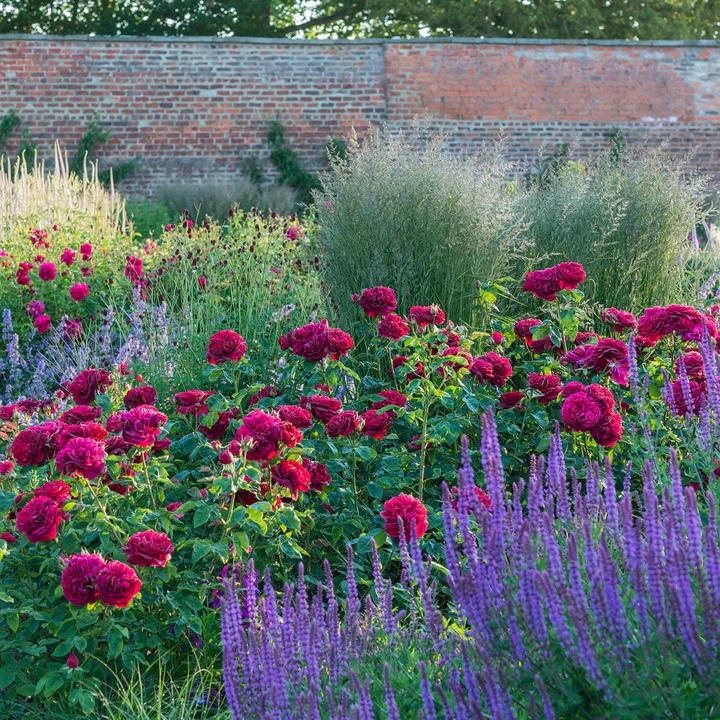 DARCEY BUSSELL™-Potted Rose-Ship in June