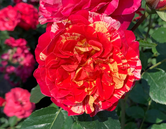 Winning Streak-Potted Rose – Ready to Ship