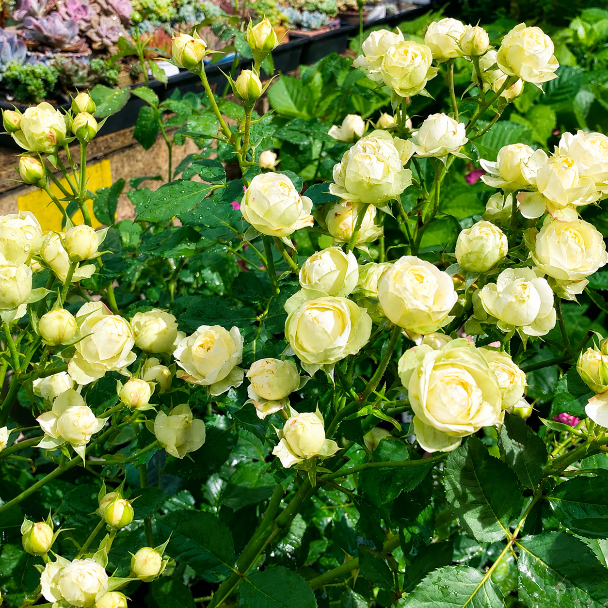 Creamy Eden 奶油龙沙 -Potted Rose – Ready to Ship