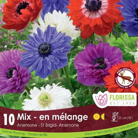 Anemone St. Brigid Mixed - 10 bulbs