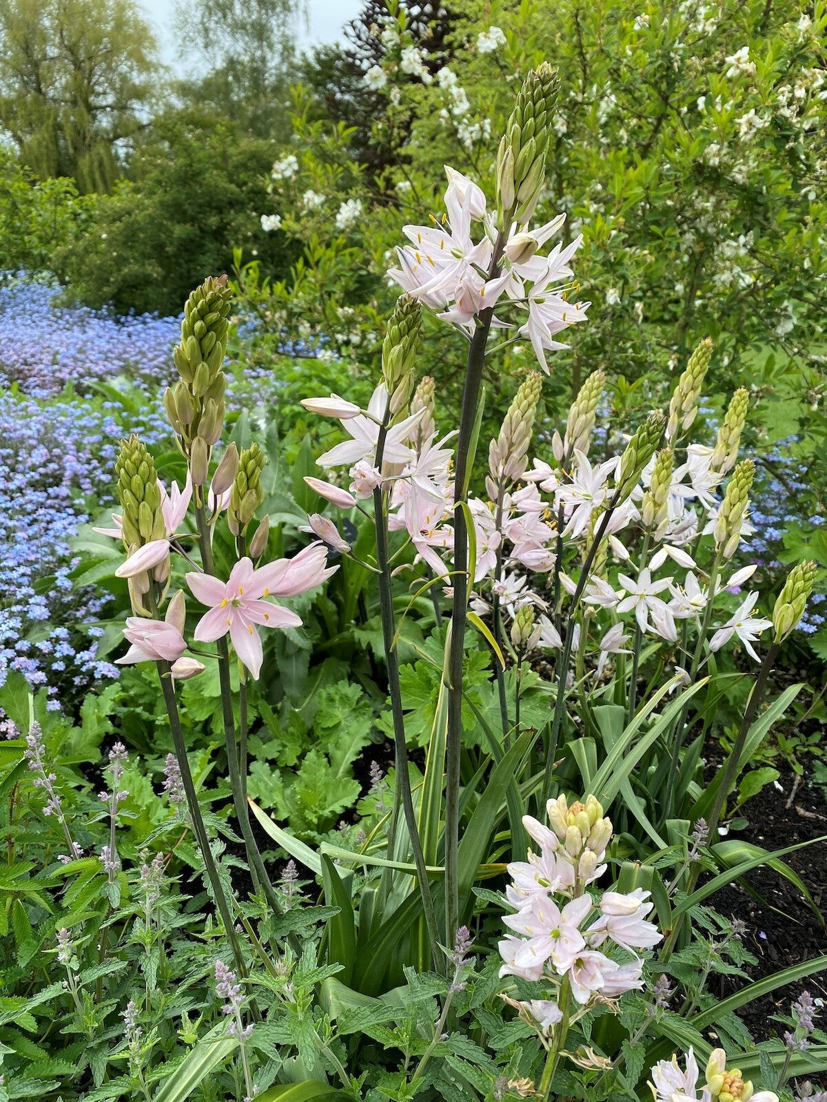 Camassia Pink Stars -1 bulb